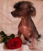 Chinesischer Schopfhund Chinese Crested Dog