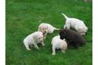 Schöne Labrador Retriever Welpen