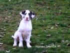 Deutsche Doggen Welpen