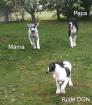 Deutsche Doggen Welpen