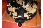 Chihuahua Babys Pommernland Abstam. mit Papieren