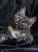 . Sehr typvolle Maine Coon Kitten .