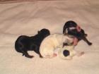 Chihuahua Welpen