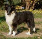 Sheltie Hündin tricolor