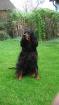 Gordon Setter Wurfankündigung Nov. 2022