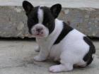 Französische Bulldogge Welpen