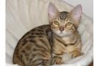 Wunderschöne Bengal Kitten mit top Papieren