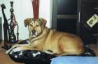 Notfall Kuno sucht dringend ein neues zu Hause