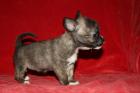 Chihuahua Welpen in seltenen Farben merle und weiß