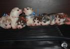 Siberian Husky Welpen aus TOP Verpaarung