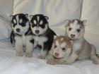 Siberian husky welpen