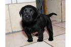 Labrador Welpen Braun und Schwarz mit Papieren liebevolle Hausaufzucht