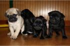 Deutsche-Doggen-Welpen