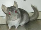 Beige - Weisses Chinchilla Mädchen