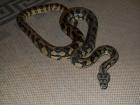 Teppichpython
