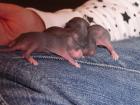 Meine Ratten haben Babys bekommen alle Mamis sind handzahm und lassen sich jede