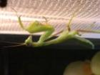 Afrikanische Gottesanbeterin Sphodromantis viridis in L3