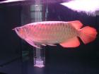 Gesunde super rot arowana und 24 k golden zu verkaufen
