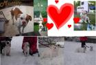 American bulldog 2 Rassehunde Welpen sofort abzugeben
