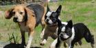Tierisch gute Betreuung u. v. m