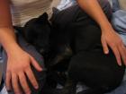 Lucky sucht ein schönes zu Hause
