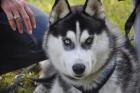 Deckrüde VDH/FCI/DCNH- Siberian Husky Rüde
