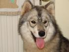 Siberian-Husky-Welpen aus VDH/FCI/DCNH-Zucht C-Wurf geplant