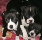 Hübsche und Liebevolle Amstaff Welpen