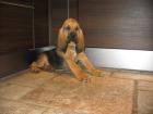 Bloodhound Welpen mit Papieren