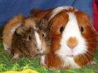 Meerschweinchen aus privater Notstation
