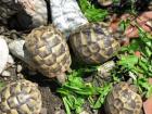 Griechische Landschildkröten NZ 2022-2011
