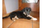 3 Jungs unserer Australian Shepherd suchen noch ein neues Zuhause