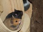 Hamsterkäufe