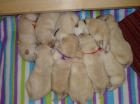 Blonde reinrassige Labradorwelpen an tierliebe Hände zu verkaufen