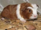 Meerschweinchenbabys aus liebevoller MFD geprüfter Hobbyzucht