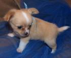 CHIHUAHUA WELPEN VDH/FCI . Kleinbl. Jungsu. Mädchen LH/KH