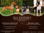 American Staffordshire Terrier Welpen zu verkaufen