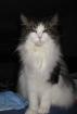 Hübsche Maine Coon Diva m. P.
