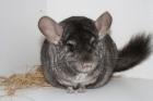 Diese 3 Süßen Chinchilla Böckchen suchen neues Zuhause Hetero Ebony AVT Ebonys
