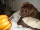 Wunderschöne chocolate Labrador Welpen abzugeben