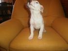 Jack Russel Terrier - Hündin