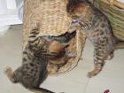Bengal Kitten - Minileoparden fürs Wohnzimmer in braun snow und silver rosetted
