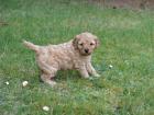 Henry vom Canis Aureus