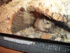 Weibl. Rennmaus 1 Jahr sucht neues Zuhause