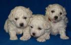 Bichon Frise Welpen abzugeben