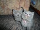 BKH Kitten