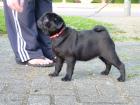 Mops Welpen