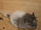 Chinchilla Jungtiere suchen DICH