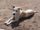 Lieber Huskymischling 1 Jahr