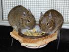 2 Degus in gute Hände abzugeben